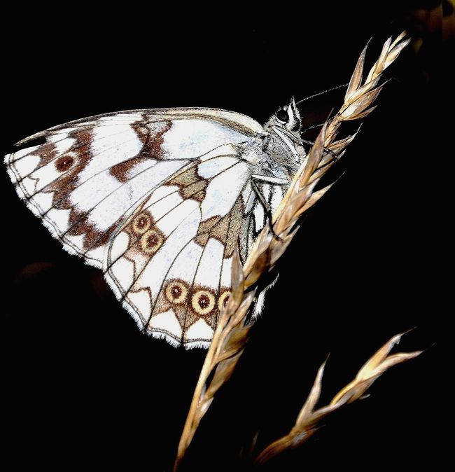 papillon-nuit.jpg