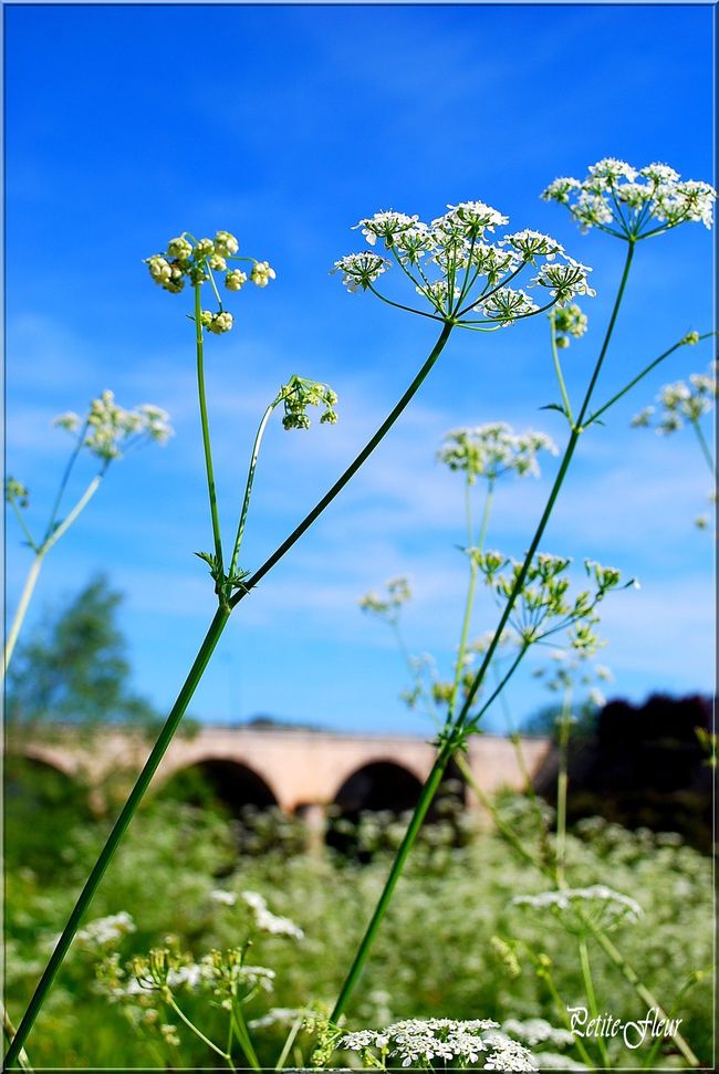 petite-fleur-1-0034-2.JPG