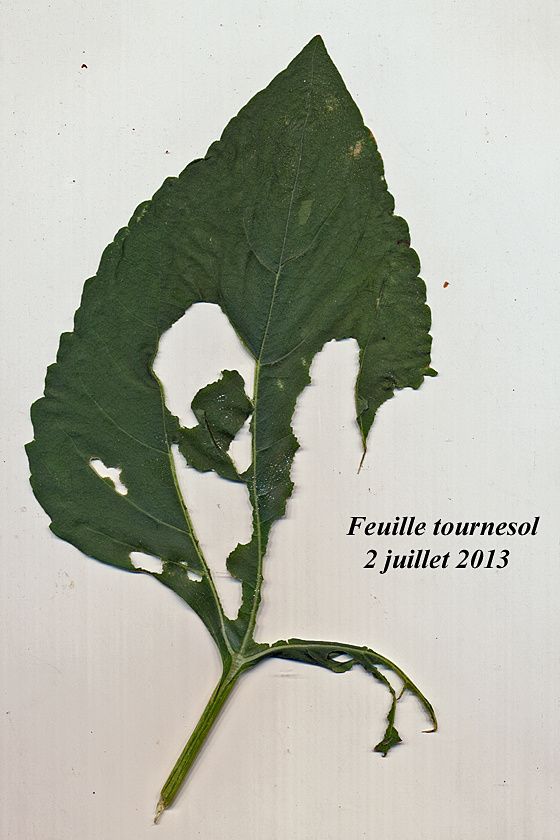 Feuille-tournesol.jpg
