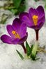 dictons-avril crocus