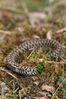 Serpents de la forêt de fontainebleau vipereau_aspic_fontainebleau.JPG