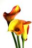 arum orange