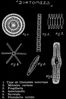 DIATOMEES-Planche-Negatif