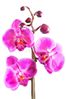 1748645-470887-beautiful-purple-orchid-isolated-on-white