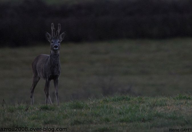 chevreuil-1-crop
