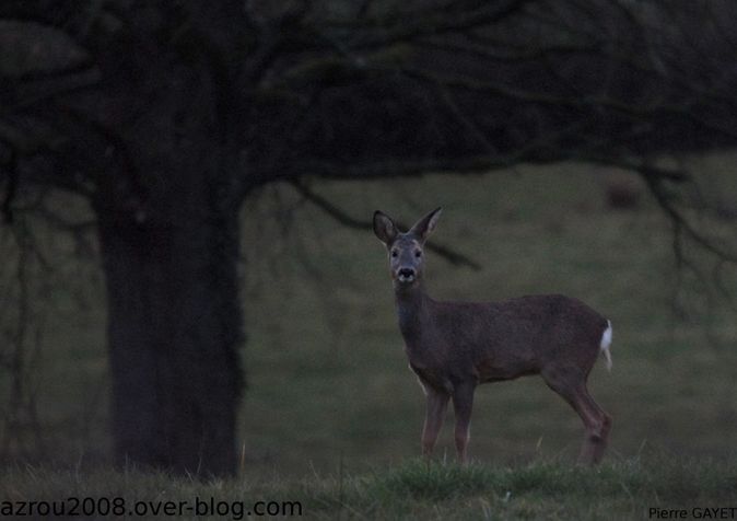 chevreuil-2-crop