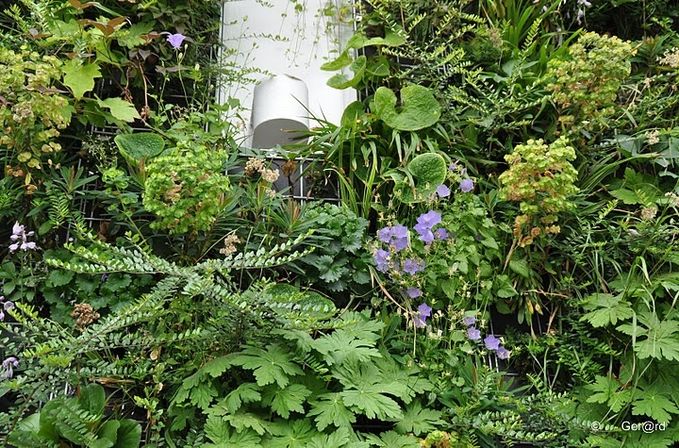 Mur-Vegetal---Cergy-06-c-Ger-rd--1600x1200-.jpg