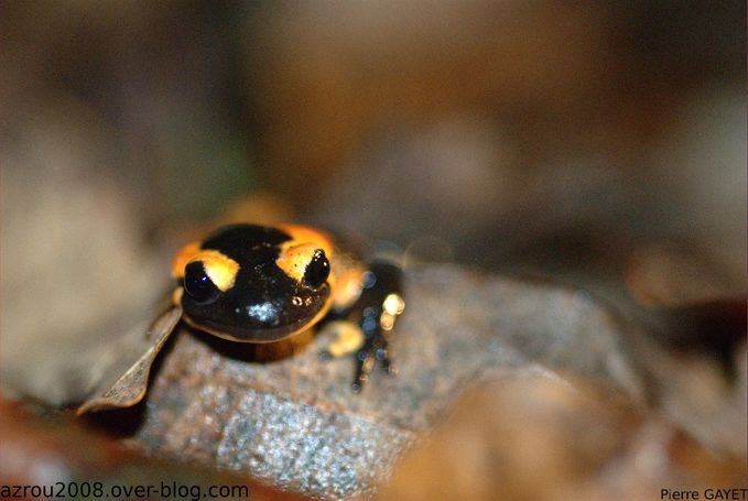 salamandre-portrait-nuit