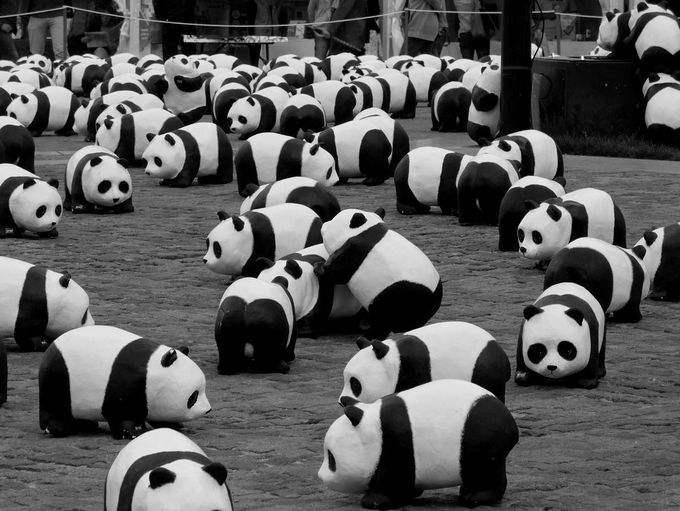 pandas-orleans
