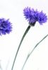 Bleuet B comme Nature