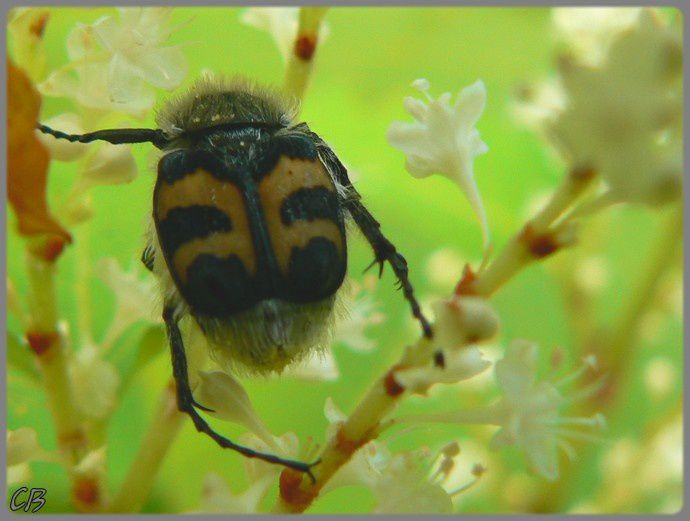 Trichius-fasciatus-30-08-2008-4jpg-jpg