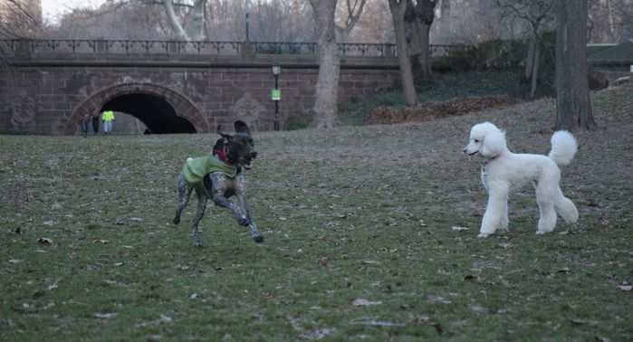 chien1
