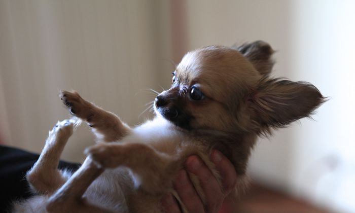chihuahua