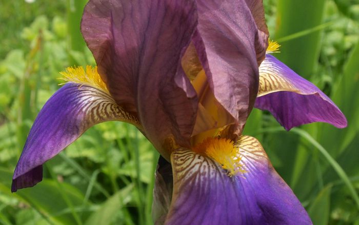 Iris violet 2