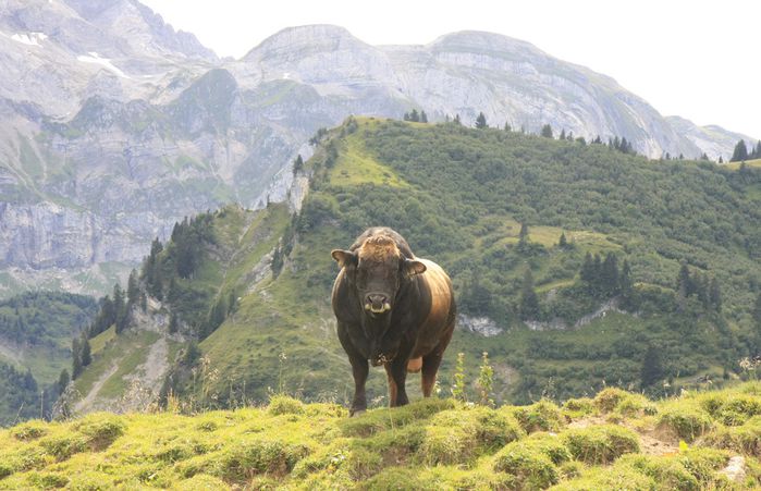 taureau1