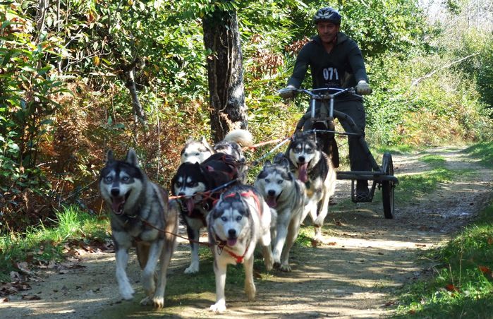 20101004 chiens traineau Mazeray Goguet-123-bl