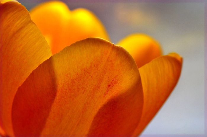 tulipe 105c