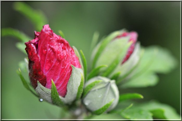 hibiscus 9