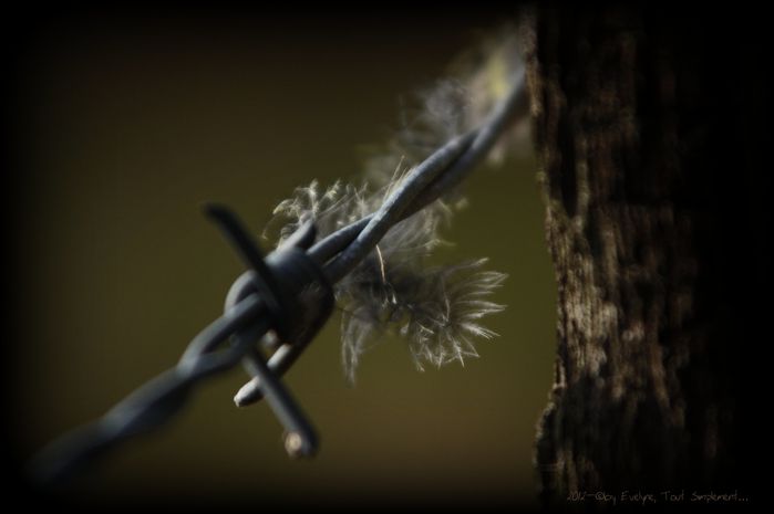 Plumes-2012-2224.JPG