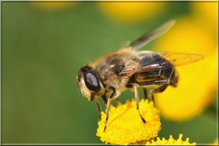 abeille 227