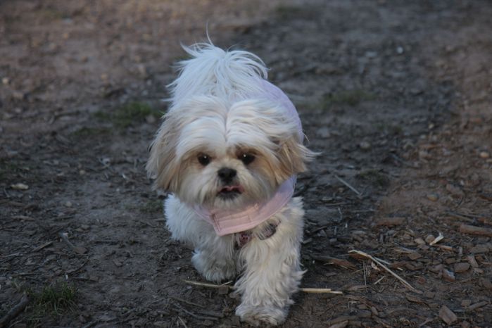 chien10