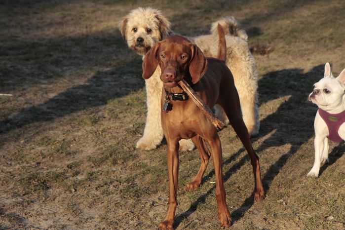chien14