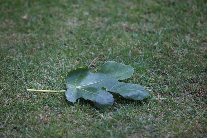 feuille de figue