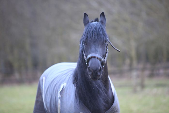 tête de frison