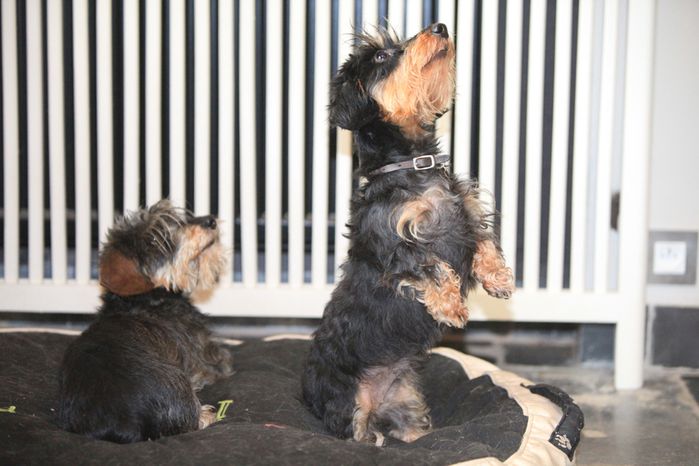 gâteau pour chien3