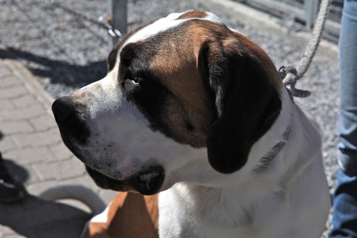 saint bernard