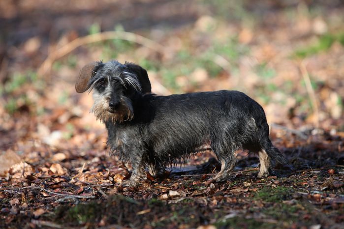 teckel kaninchen