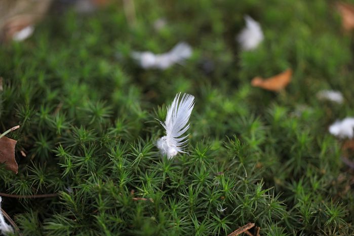 nature1-copie-2