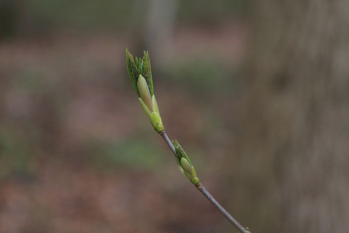 première fleur de printemps