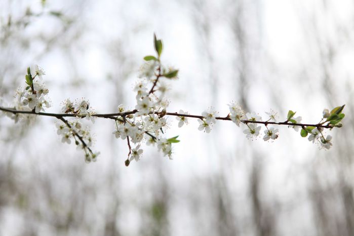 première fleur de printemps