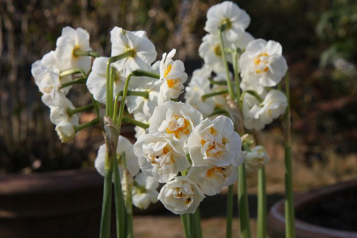 hortensia4