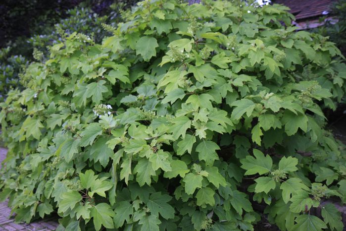 hydrangea