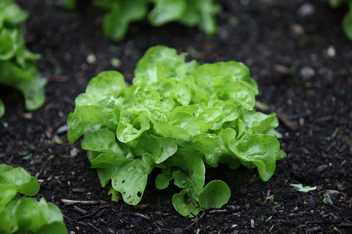 le potager