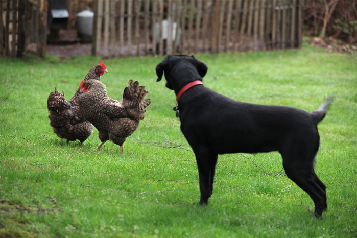 les poules de marans