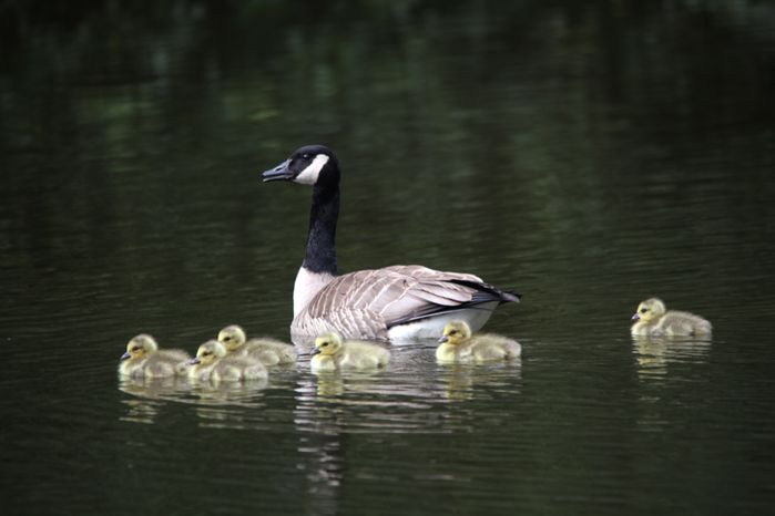 naissance des oies bernaches
