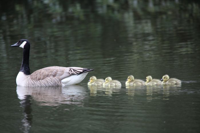 naissance des oies bernaches1