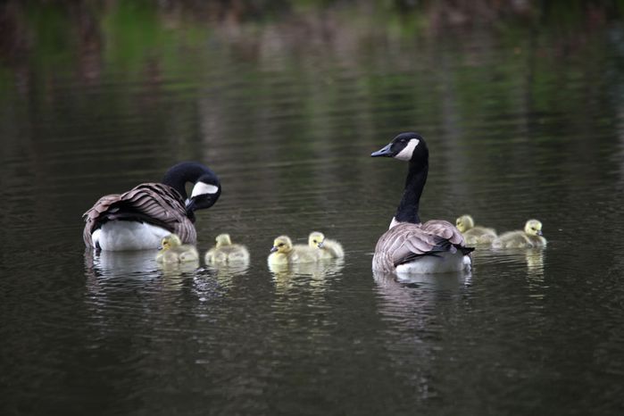 naissance des oies bernaches2