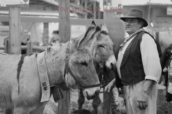 la mère de la mule