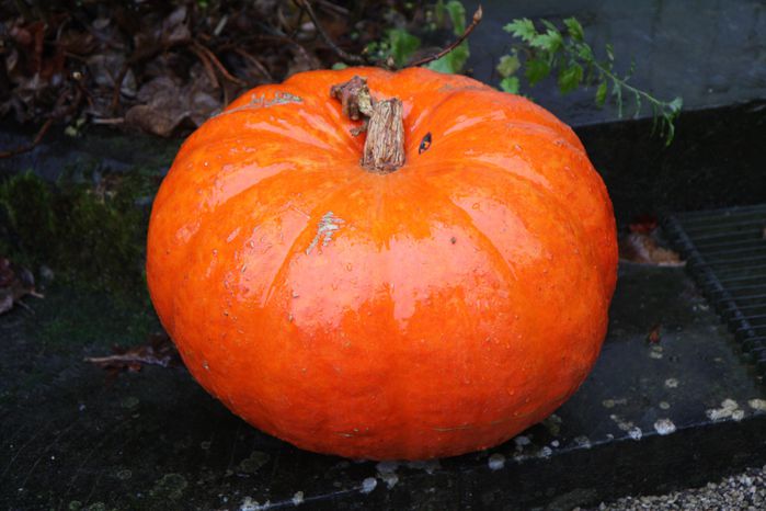 citrouille2
