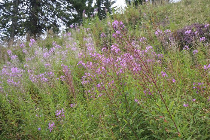 fleurs de montagne