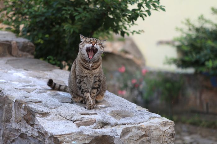 le chat