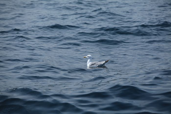 mouette