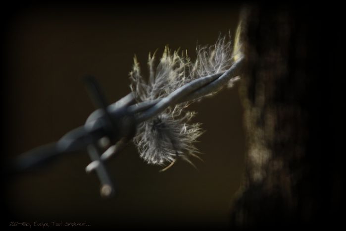 Plumes-2012-2222.JPG