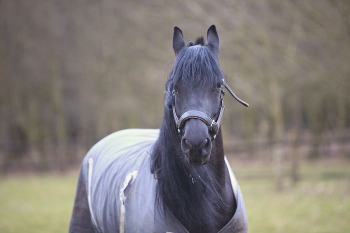 frison-copie-1
