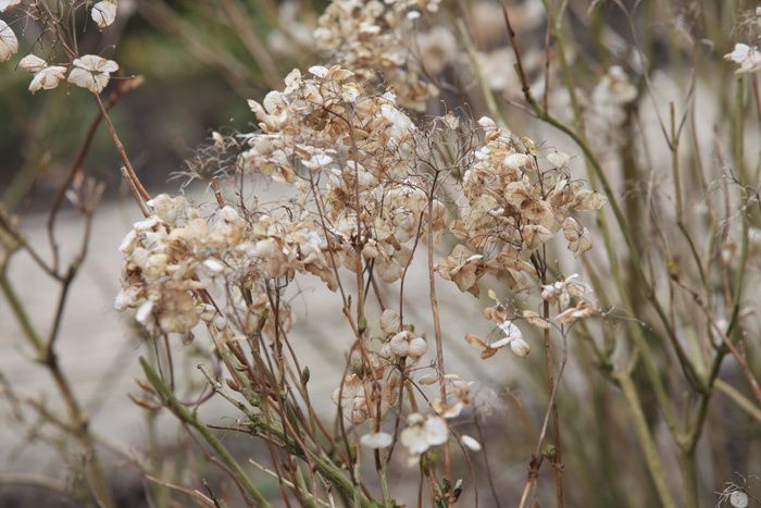 hydrangea-seche.jpg