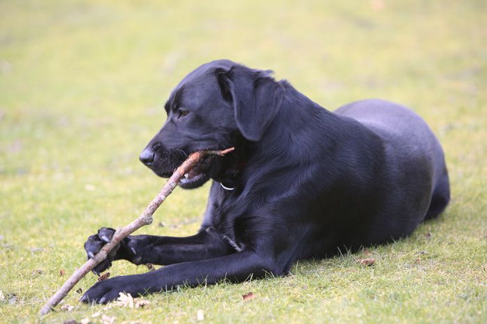 le labrador noir